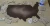 il_1140xN.3171562515_t1hr.webp